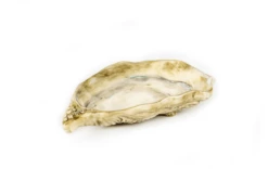 Oldenhof Oesterschaal Klein Naturel